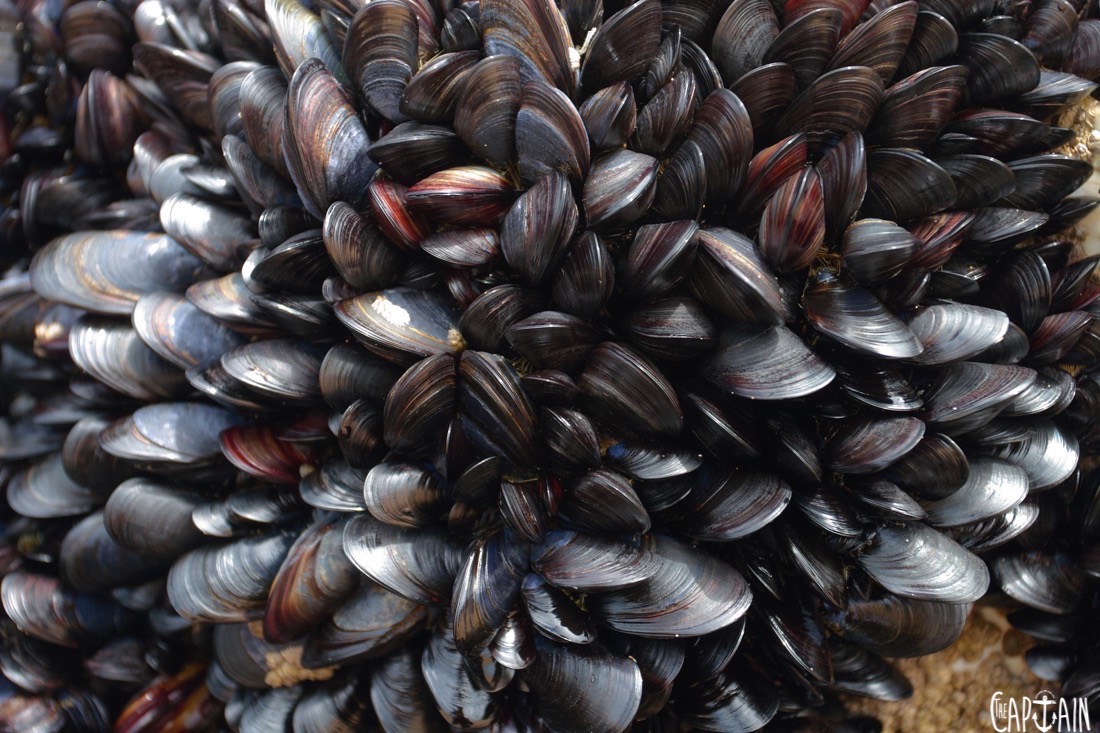 Mussels densely packed onto the rocks at Bedruthan Steps, Cornwall.