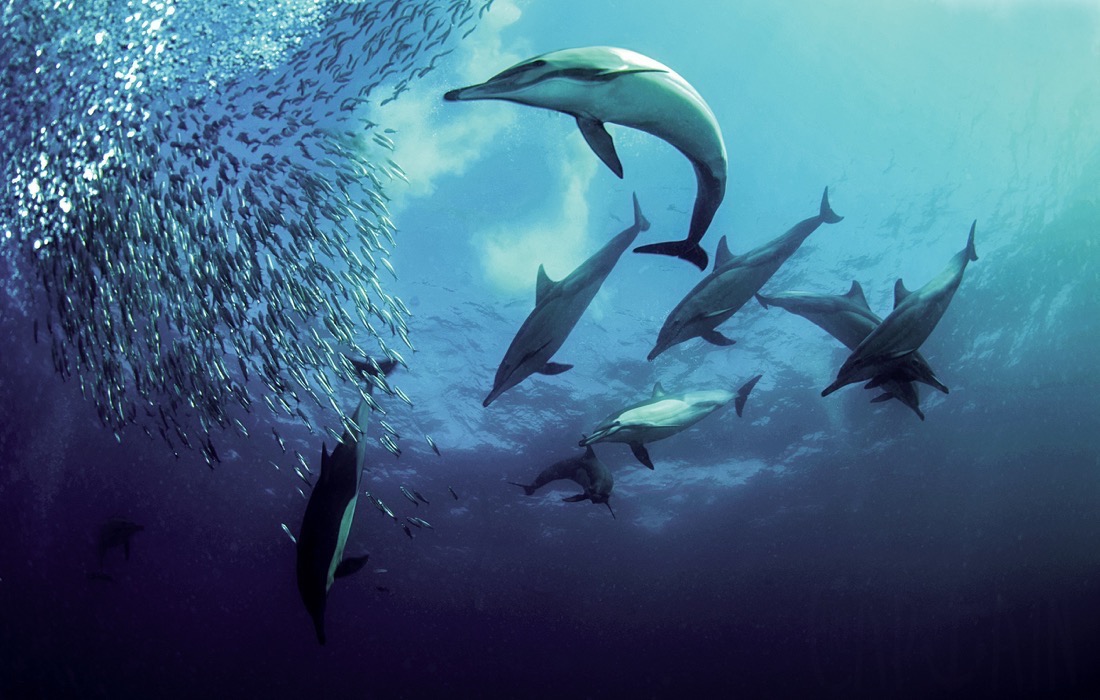 group-of-dolphins