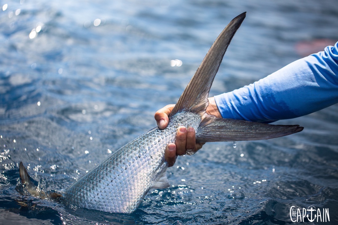 Photographer: Joshua Hutchins Model: Alec Gerbec Caption: Milkfish have the ultimate power-paddle. Location: Alphonse Island, Seychelles Contact Details: Joshua Hutchins +61 448760007 aussieflyfisher@gmail.com